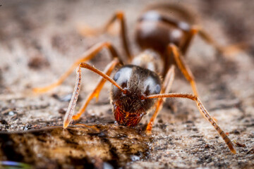 Wood ant (Formica sp) drinking from a liquid