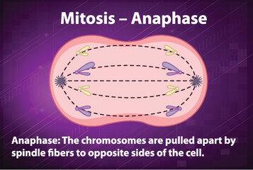 Process of mitosis anaphase with explanations - obrazy, fototapety, plakaty