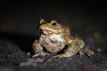 Male toad (Bufo bufo) on a path at night