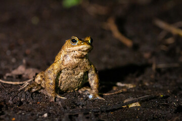 Migrating male toad (Bufo bufo) at night