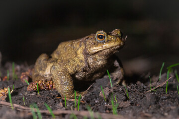 Common toad (Bufo bufo) on earth at night