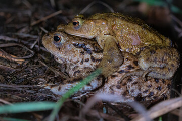 Piggy back toads (Bufo bufo)