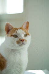 A cat who were adopted from strayed