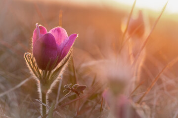 Fototapeta na wymiar Pasqueflower (Pulsatilla vulgaris) on the heathland as the sun set