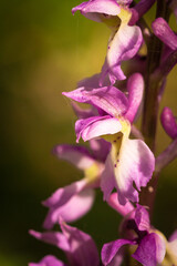Multiple flowers of an early purple orchid (Orchis mascula)