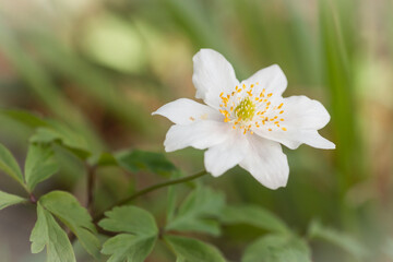 Obraz na płótnie Canvas White flower of and anemone (Anemone nemorosa)