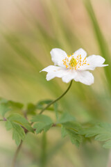 Single anemone flower (Anemone nemorosa)