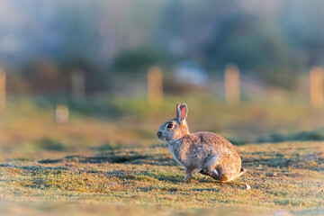 Running rabbit (Oryctolagus cuniculus)