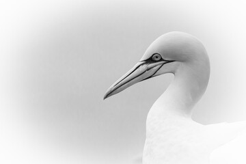 Black and white gannet (Morus bassanus) headshot