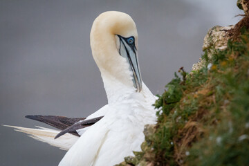 Gannet (Morus bassanus) preening its' neck