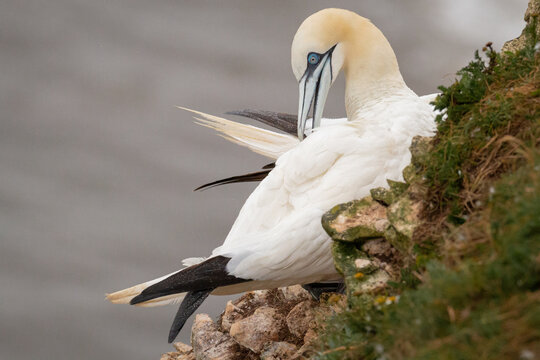 Gannet (Morus bassanus) preening a wing
