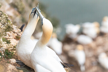 Pair of gannets (Morus bassanus) greeting