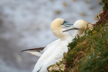 Gannets (Morus bassanus) cleaning on the cliff