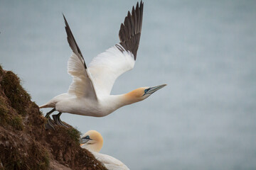 Gannet (Morus bassanus) taking off