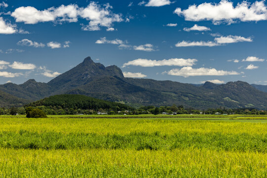 Wollumbin - Sugarcane - 2