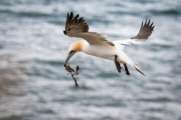 Gannet (Morus bassanus) carrying nesting material