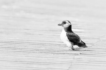 Black and white puffin chick (Fratercula artica) on a wooden path