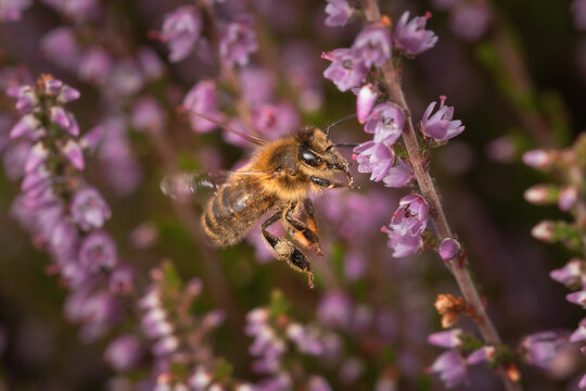 Heather mining bee (Andrena fuscipes) feeding in the heather