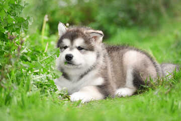 Fluffy Alaskan Malamute puppy lies in the park in the green grass
