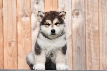Fluffy Alaskan Malamute puppy sits on the background of a wooden wall made of planks
