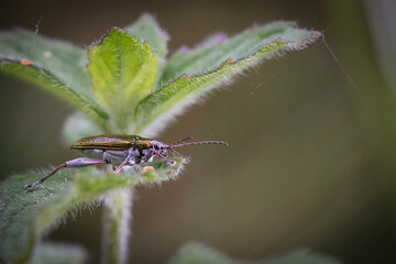 Leaf beetle (Donacia vulgaris) on a leaf