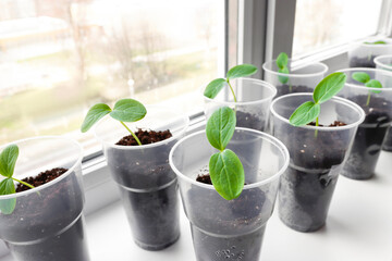 Seedlings of young vegetables in glasses on the windowsill in the house. Cultivation of plants, cucumber seedlings ready for transplanting.