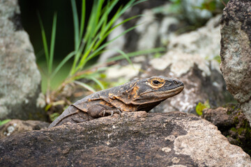 iguana close-up - probably a black spiny tailed iguana (ctenosaura similis) -  among rocks in nature. Photographed in Panama Viejo, Panama CIty.