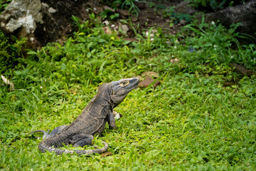 iguana  - probably a black spiny tailed iguana (ctenosaura similis) -  sitting amidst the green grass. Photographed in Panama Viejo, Panama CIty.