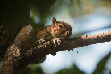 Grey squirrel (Scirius carolinensis) crouching in a tree