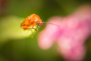 Head on red soldier beetle (Rhagonycha fulva)