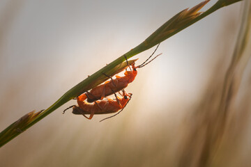 Red soldier beetles (Rhagonycha fulva) mating at sunset