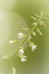 Flower spike of enchanters nightshade (Circaea lutetiana)