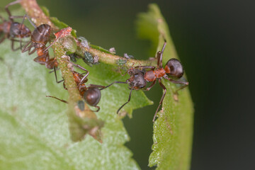 Wood ants (Formica sp) farming green aphids