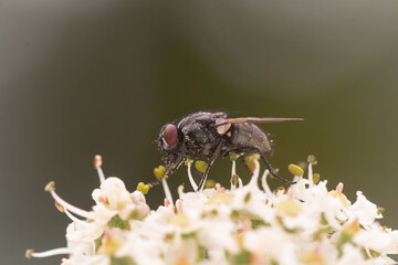Side on face fly (Musca autumnalis)