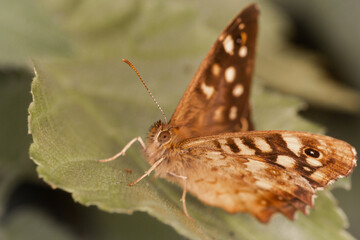 Speckled wood (Pararge aegeria) on a leaf