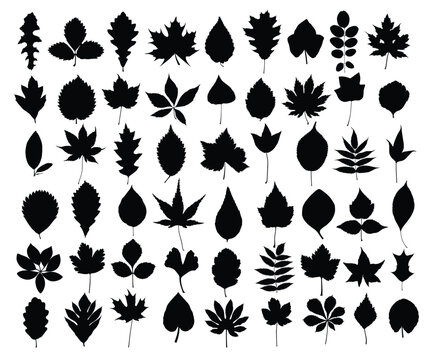 A set of silhouettes leaves of trees and shrubs.
