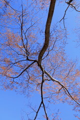 開花間近の桜の木と青空