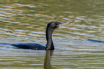 Indian cormorant or Indian shag observed in Greater Rann of Kutch