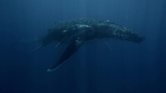 calf humpback whale with mama whale swims very close underwater 4k