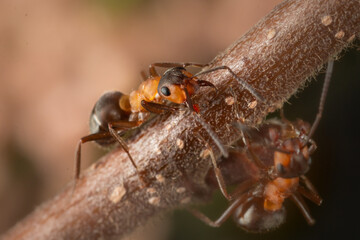 Close up of wood ants (Formica sp)