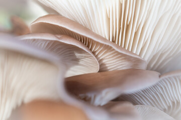 Underside of a patch of oyster mushrooms (Pleurotus ostreatus) - obrazy, fototapety, plakaty