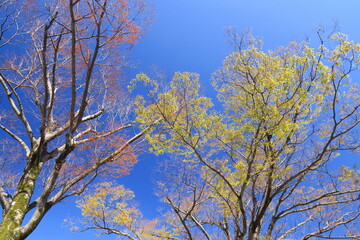 芽吹きの公園の欅と青空
