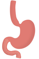 Obraz premium stomach with small intestine vector png 