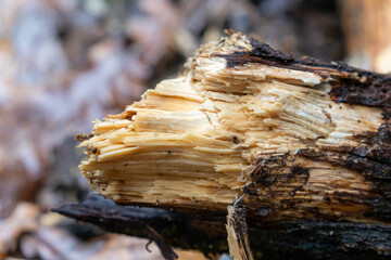 broken trunk of a birch