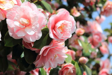 제주도의 어느 마을 산책길에 피어난 무궁화꽃송이