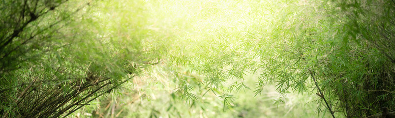 Natural green leaf texture with sun light use for nature background wallpaper cover page 