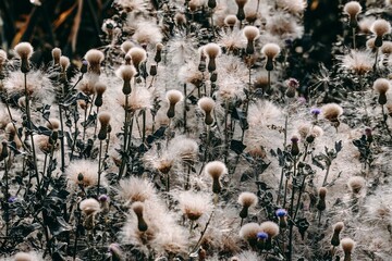 Lush bull thistle swaying in the wind along the river in Kashgar, Xinjiang