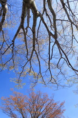 芽吹きの公園の欅と青空