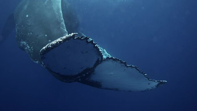 huge humpback whales tail very close underwater 4k