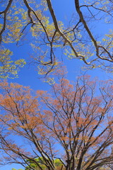 芽吹きの公園の欅と青空